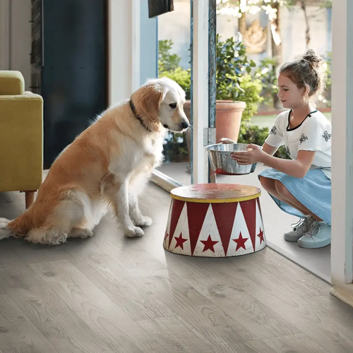 dog can eat inside with pergo elements flooring